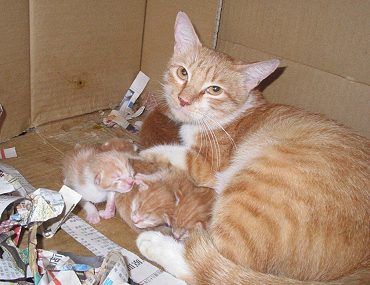 New born babies. Geer has one brother and three sisters.