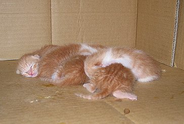 Only two days after their birth.
