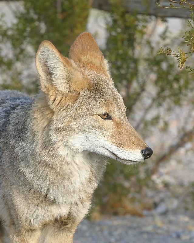 The Visitor, Death Valley