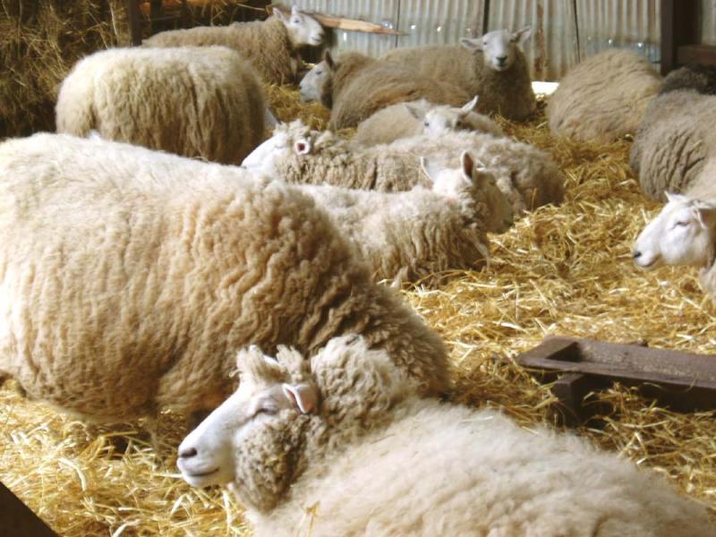 lambing ewes