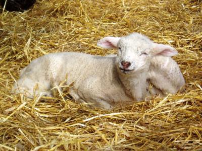 contented lambs
