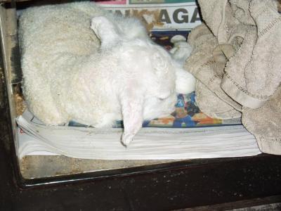 rayburn lamb