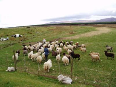 Feeding the Shetlands