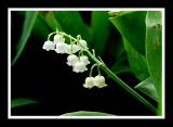 Lily of the Valley