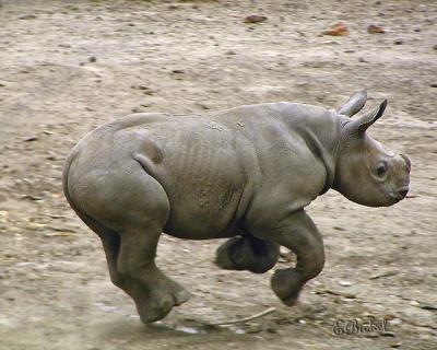 Leaping Rhinoceros