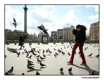 Pigeon attack!