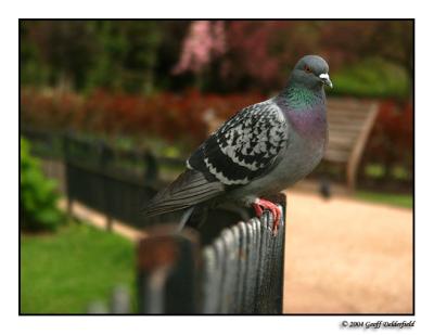 pigeon in Queen Mary's Rose Gardens
