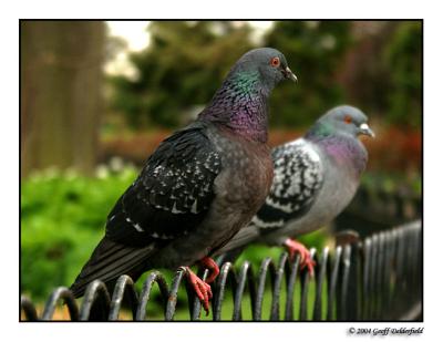 pigeons in Queen Marys Rose Gardens