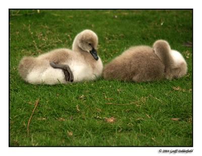 cygnets  in Queen Mary's Rose Gardens