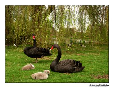 Swans and cygnets  in Queen Mary's Rose Gardens