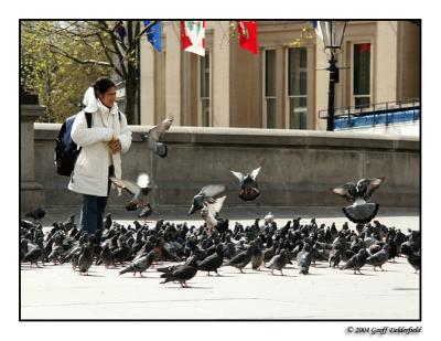 Pigeons in Trafalgar Square