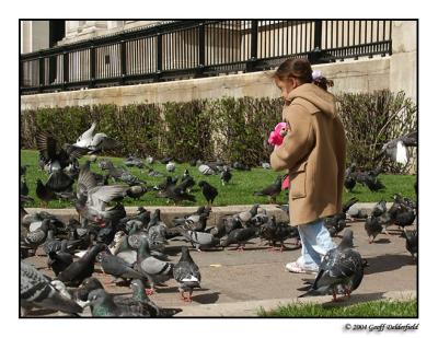 Pigeons in Trafalgar Square