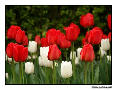 Tulips in Regent's Park