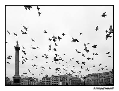 Pigeons of Trafalgar