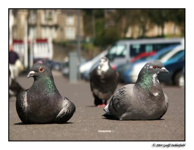 pigeons sat.jpg