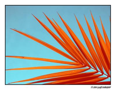 palm leaves - abstract colours bcopy.jpg