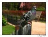 pigeon in Queen Marys Rose Gardens