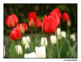 Tulips in Regents Park