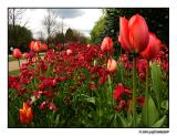 Tulips in Regents Park