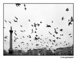 Pigeons of Trafalgar
