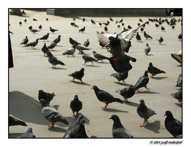 Pigeons in Trafalgar Square