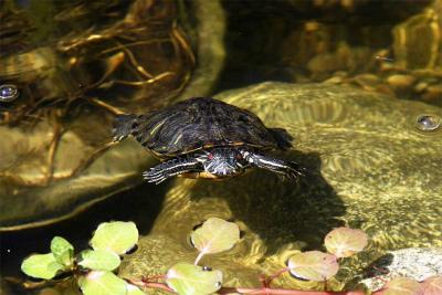 Trumpinik the Turtle