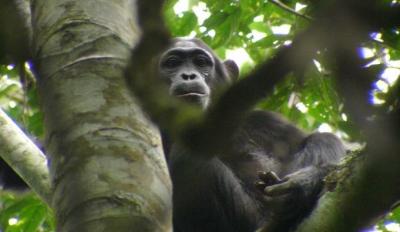 chimp2.jpg