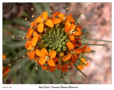 Orange Flowers
