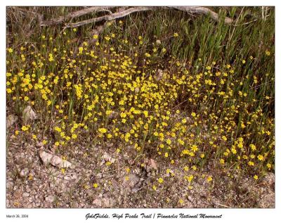 GoldFields