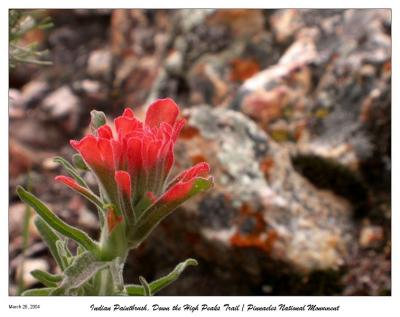 Indian Paintbrush
