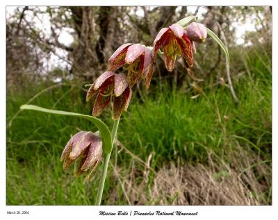 Mission Bells
