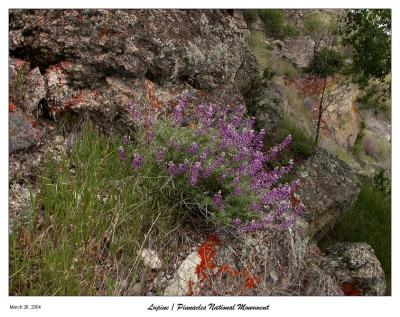 Lupine