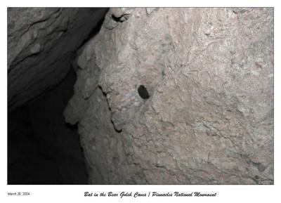 One of a couple of bats in the caves