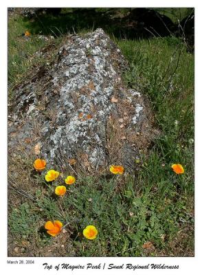 Poppies at the top of Maguire Peak