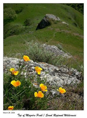 More Poppies