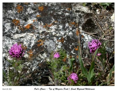 Owl's Clover