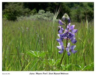 Lupine
