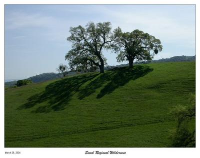 Oaks