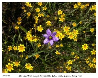 Blue-Eyed Grass with GoldFields