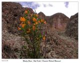 Monkey Flower