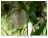 White Globe Lily