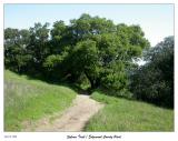 On the Sylvan Trail