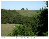 Oaks at the top of the hill