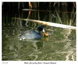 Mom Coot feeding her chick