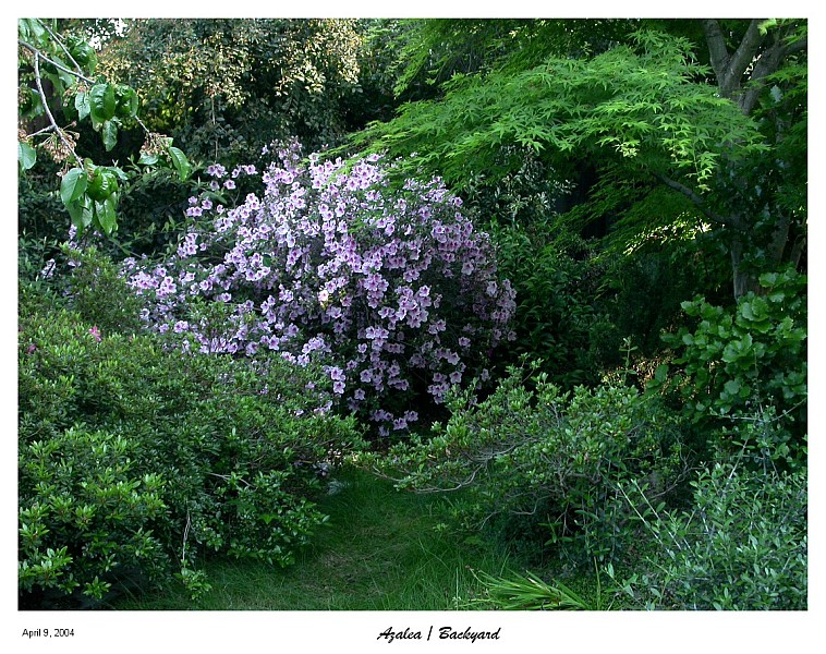 Azaleas from the yard