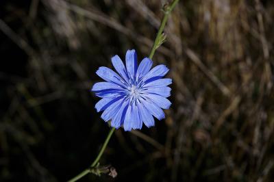 Chickory