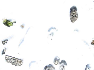 Bear footprints