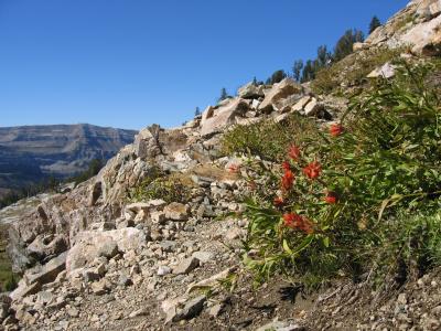 Indian Paintbrush Flower