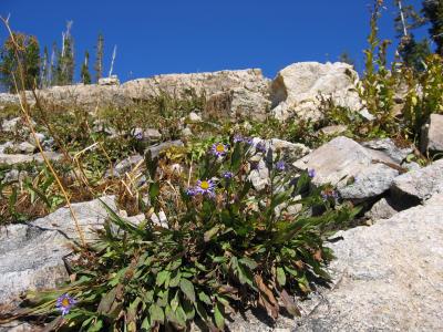 Trail Flower