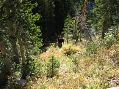 Moose leaving the trail